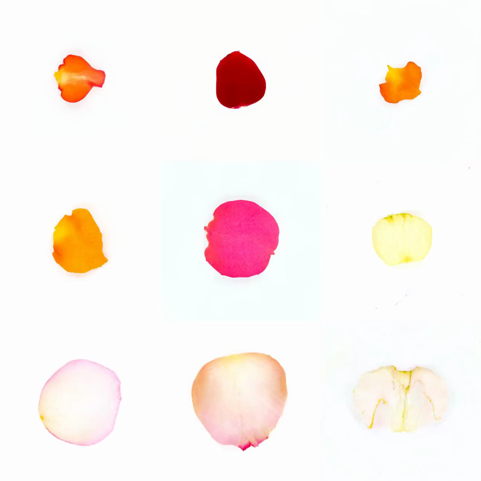 Infinite Petals by Sarah Meyohas #1792