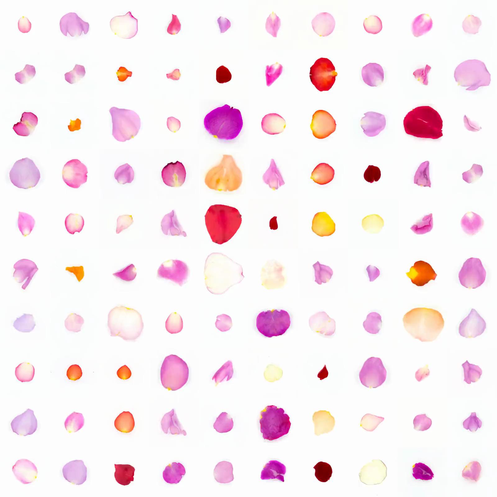 Infinite Petals by Sarah Meyohas 1904